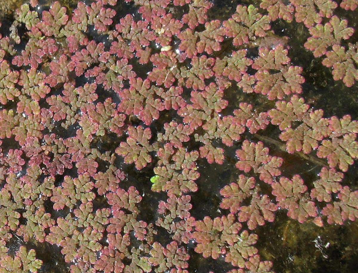 Red Azolla