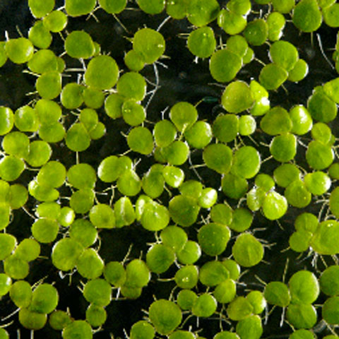 Duckweed-Aquatic Algae